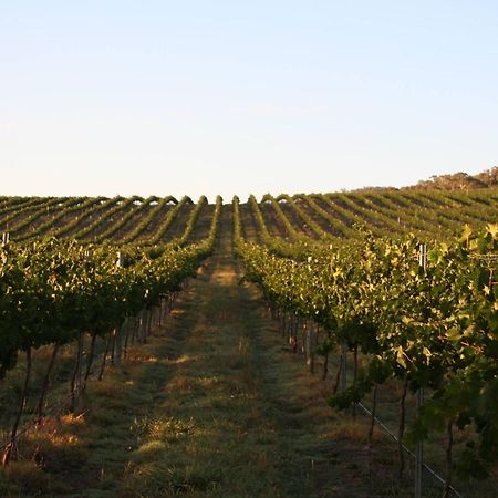 Mayfield Vineyard Orange Exteriör bild