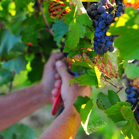 Mayfield Vineyard Orange Exteriör bild