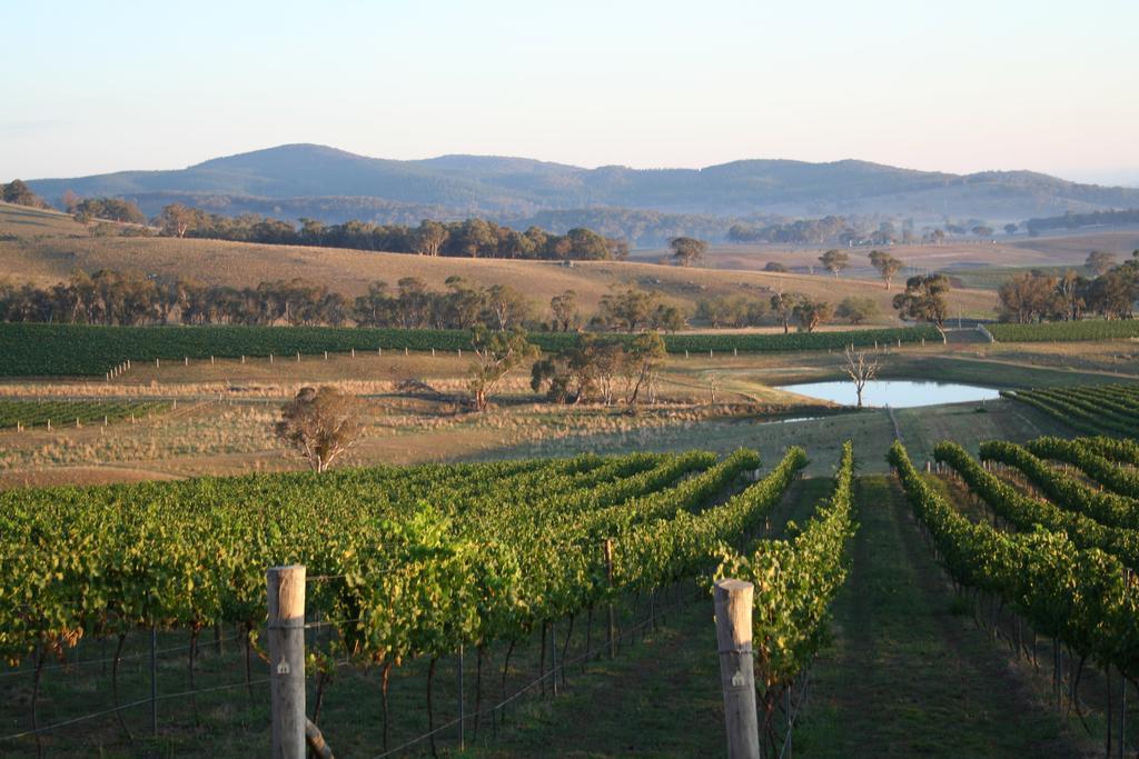 Mayfield Vineyard Orange Exteriör bild