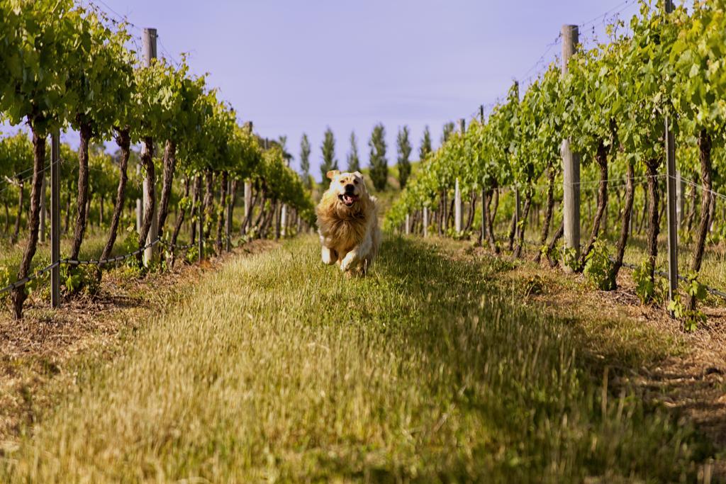 Mayfield Vineyard Orange Exteriör bild