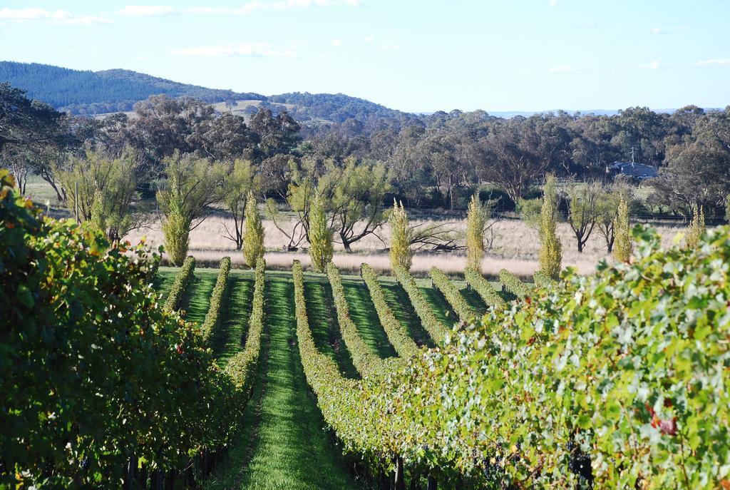 Mayfield Vineyard Orange Exteriör bild
