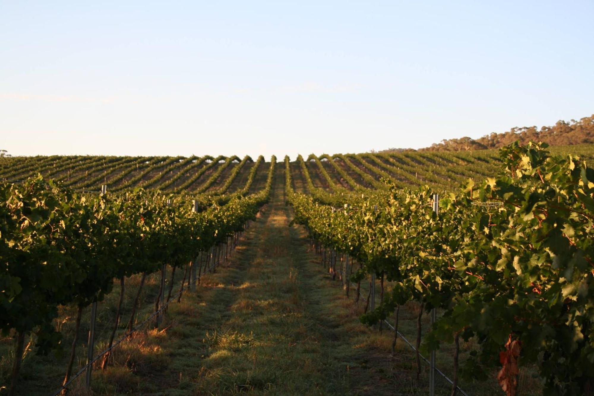 Mayfield Vineyard Orange Exteriör bild
